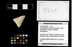 Foto (Objekt + Etikett) von Cracensigillatus acutirostrus (Moericke, 1889)  (NHMW-GEO-2014-0194-0681)
